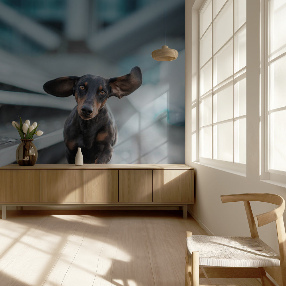 Ein kleiner Hund läuft durch die Welt.... | Wallpaper
