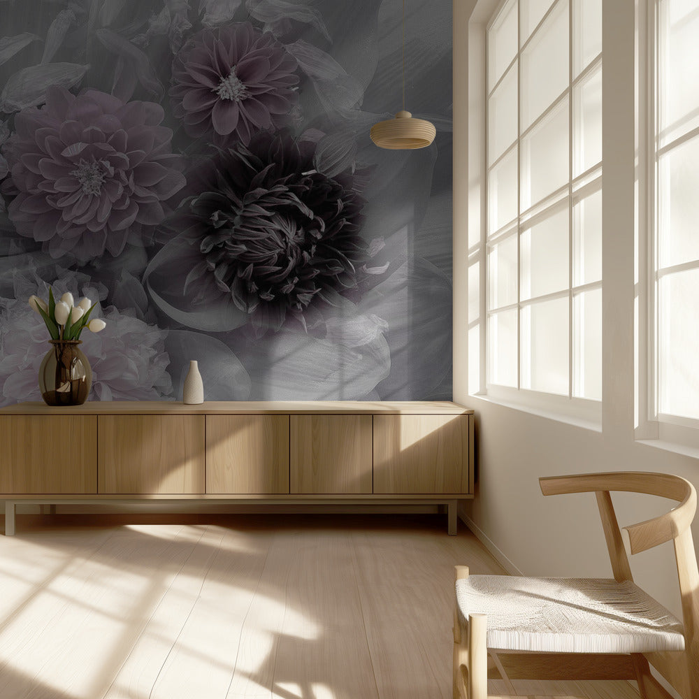 Dahlia dream | Wallpaper