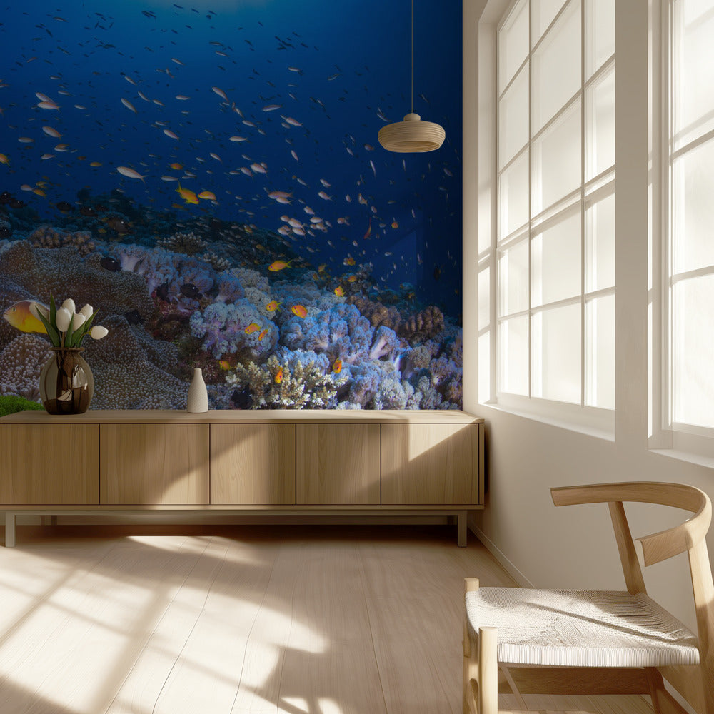 Anemon och Anthias | Tapet