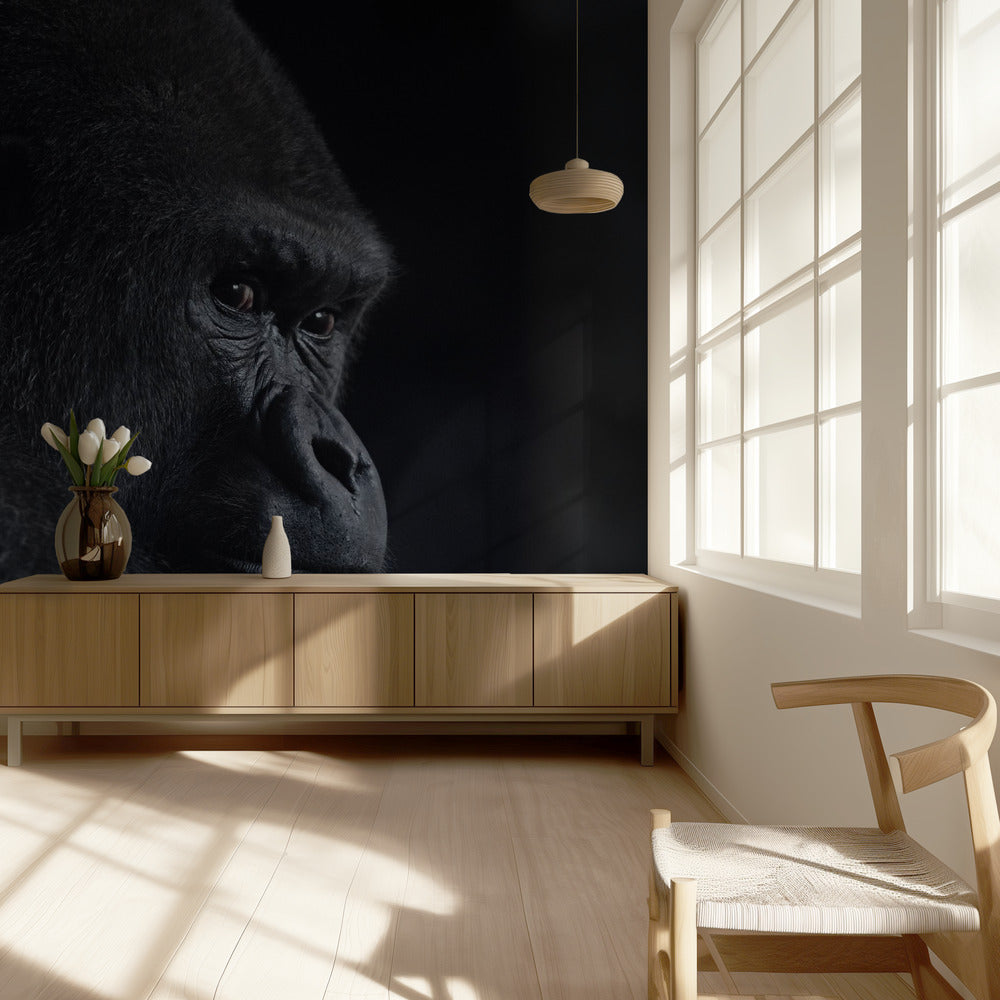gorilla blick | Tapet