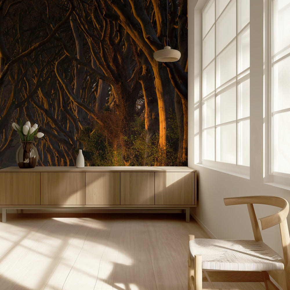 The Dark Hedges in the Morning Sunshine | Wallpaper