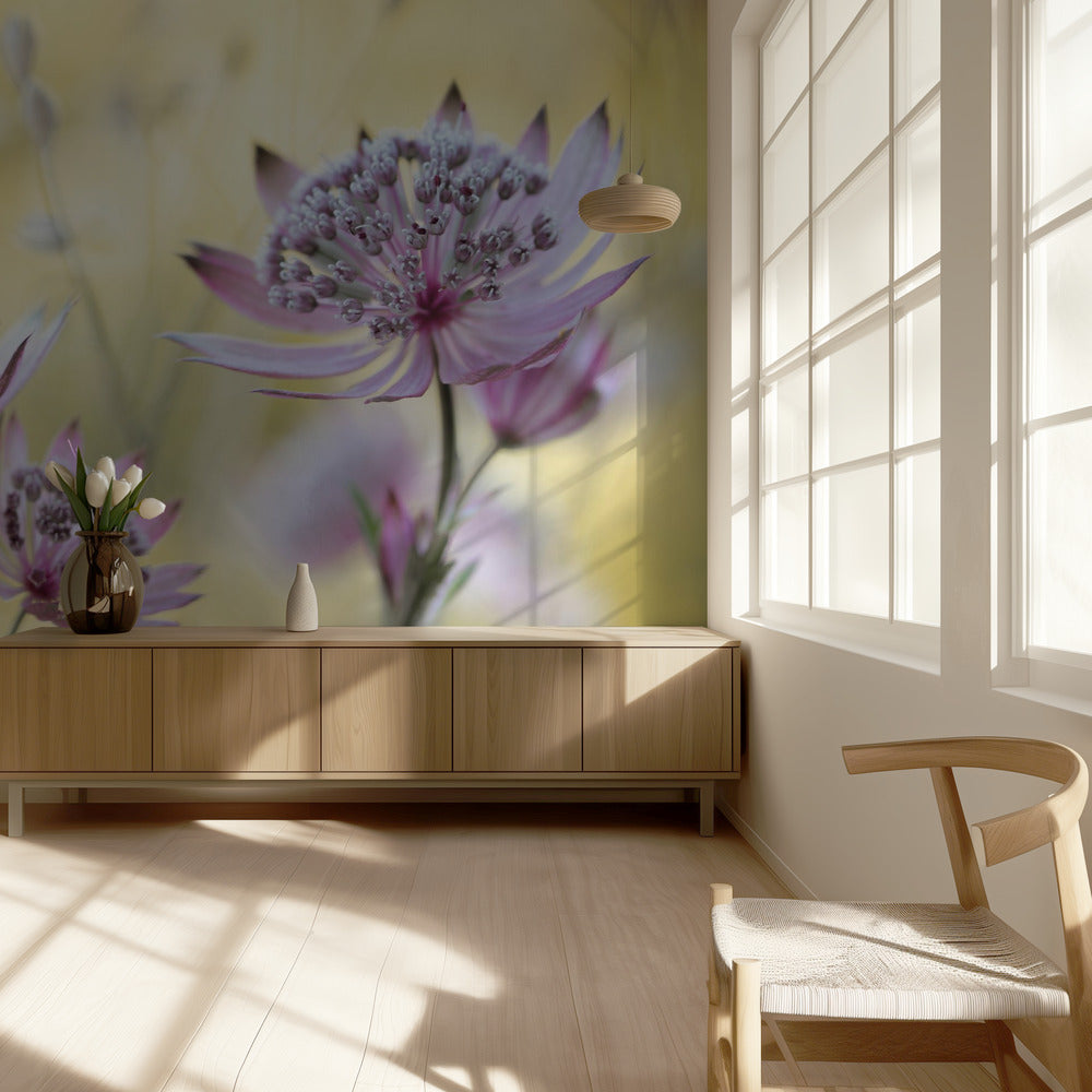 Astrantia Major | Tapet