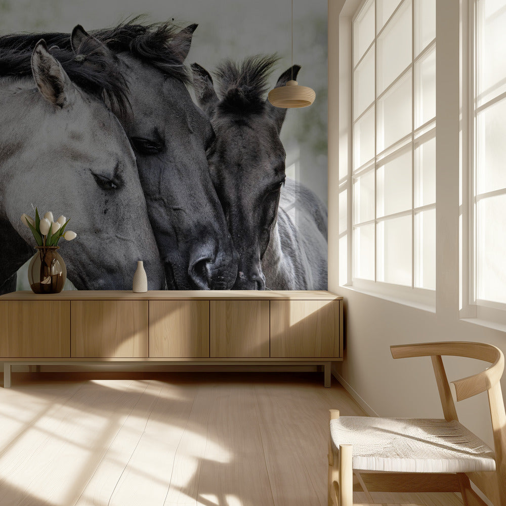 Four Konik Horses | Wallpaper