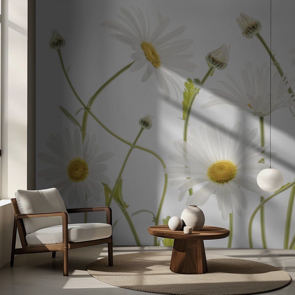 Oxöga prästkragar | Fototapet