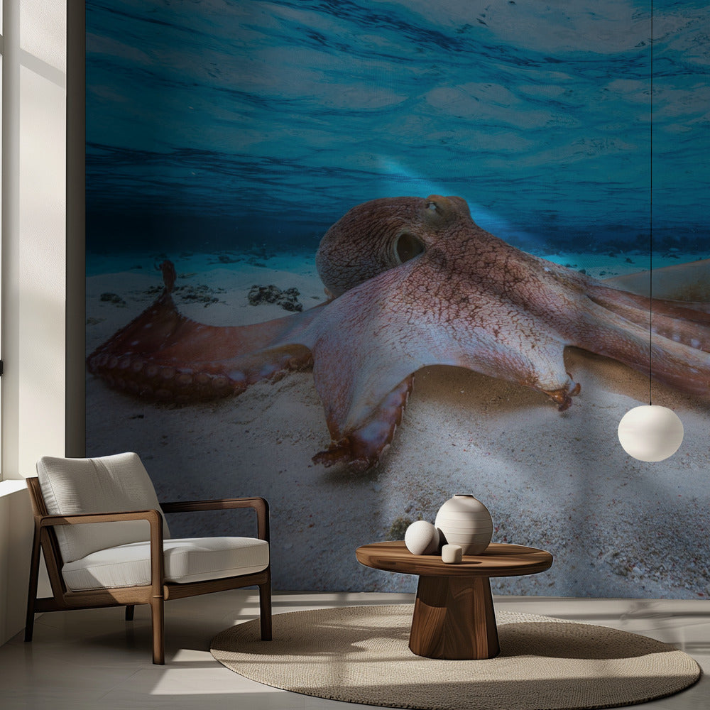 Bläckfisk | Fototapet