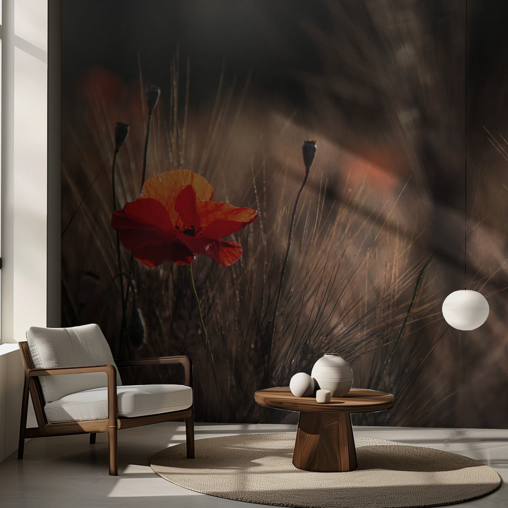 Vallmo med majs | Fototapet