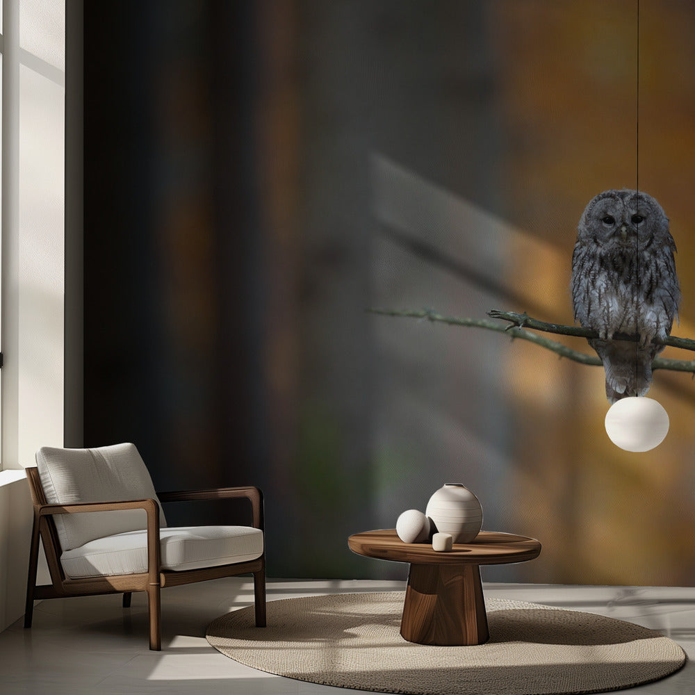 Kattuggla | Fototapet