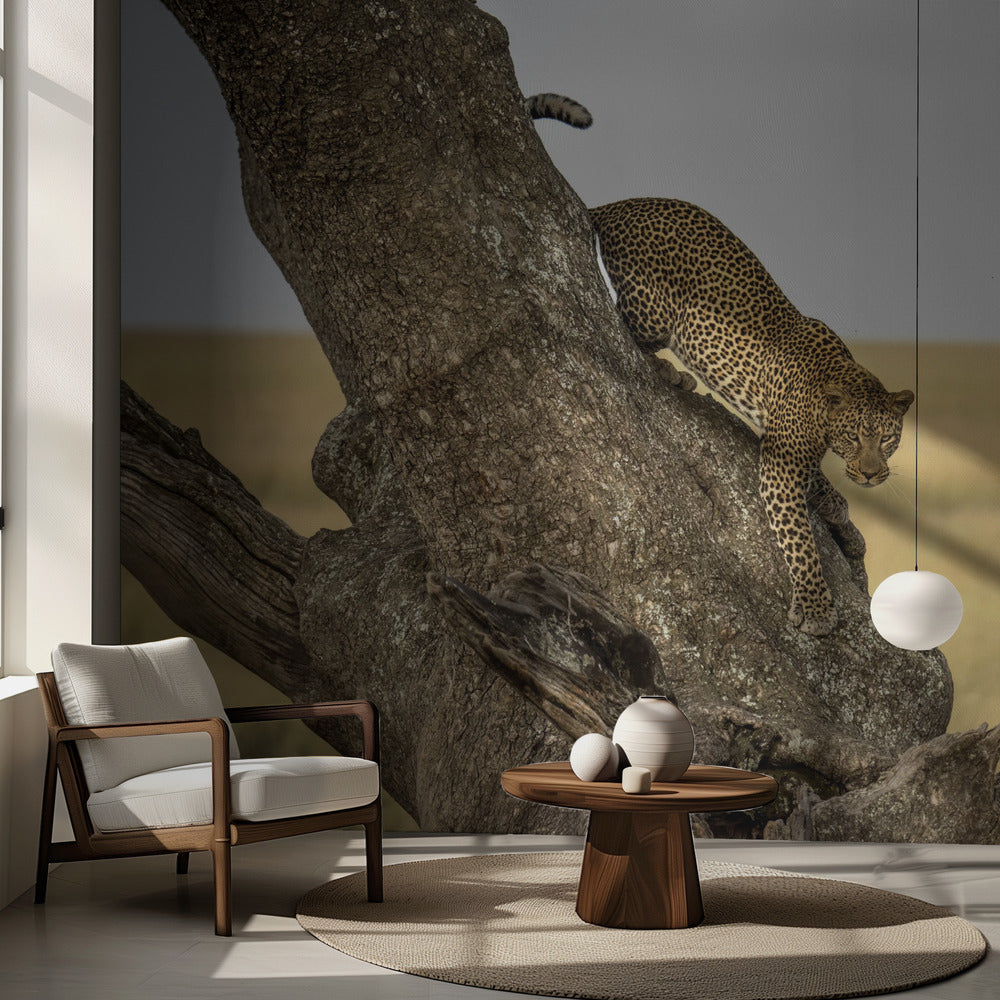 Leopard - Serengheti, Tanzania | Fototapet