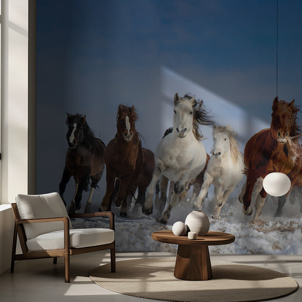 Mongoliska hästar | Fototapet