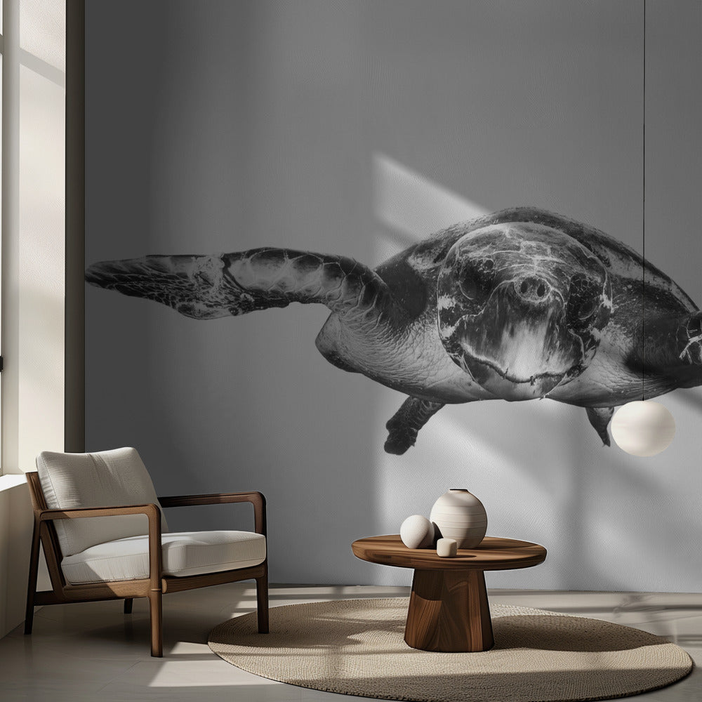 Vit och sköldpadda | Fototapet