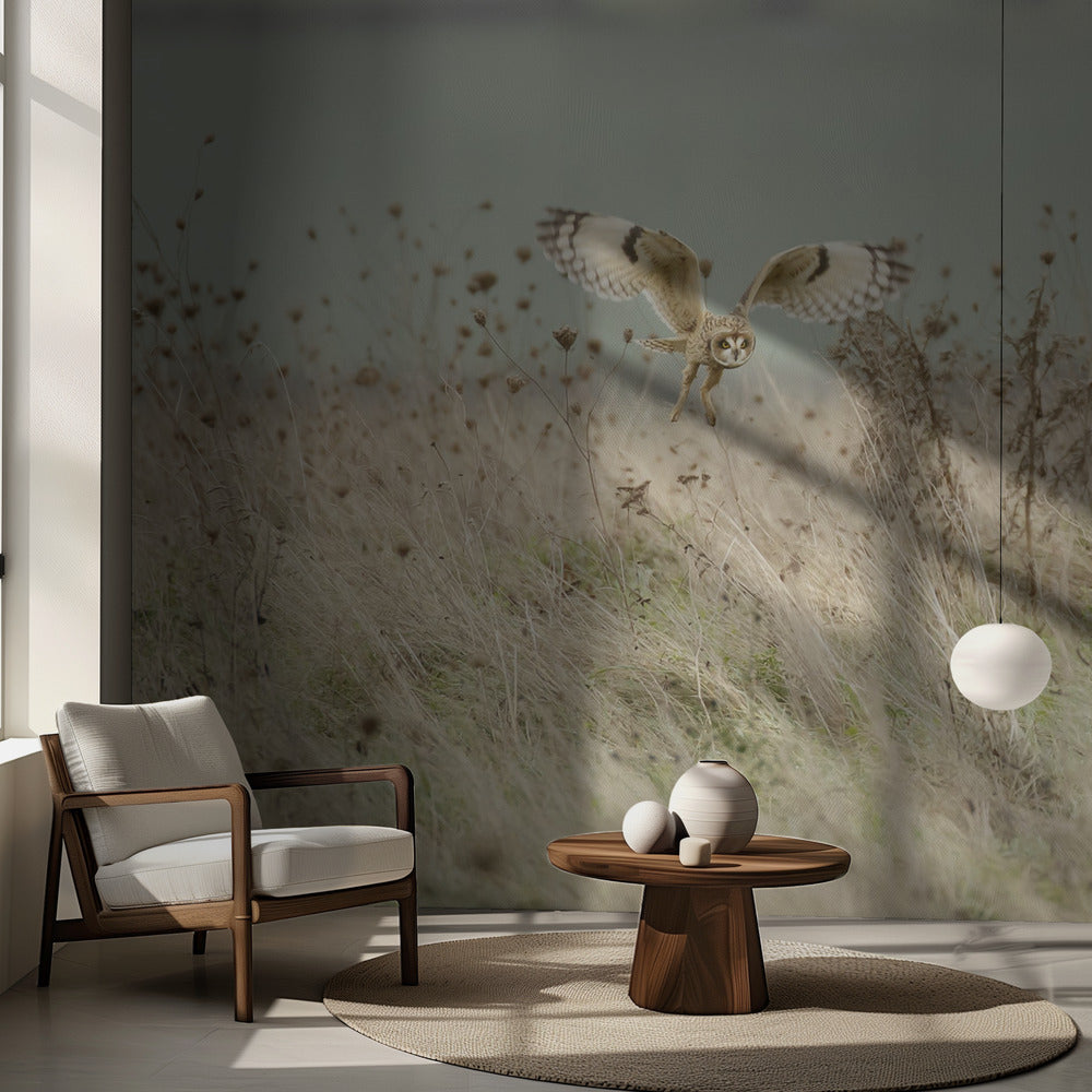 Jaktande kortörad uggla | Fototapet