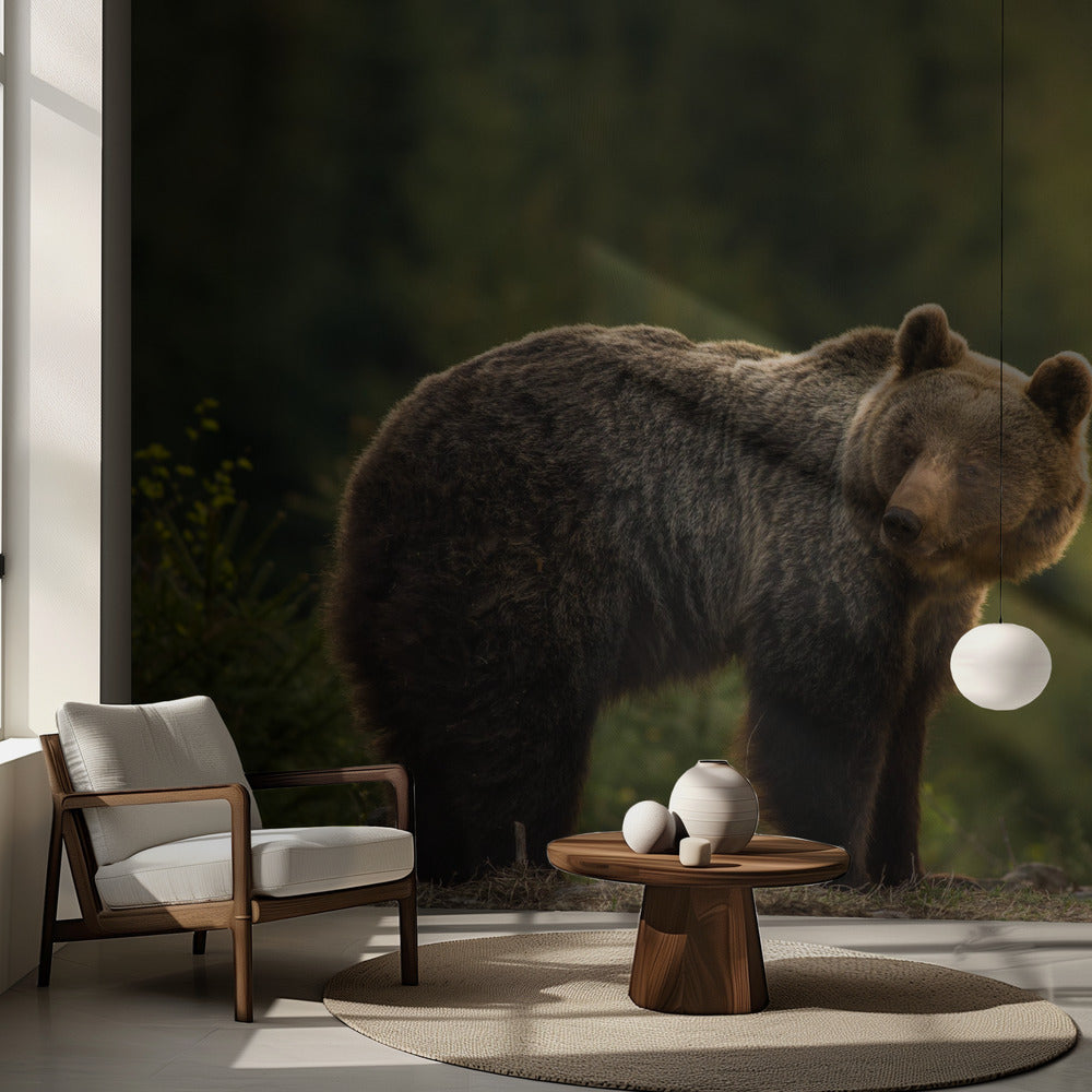 Bakgrundsbelyst björn | Fototapet