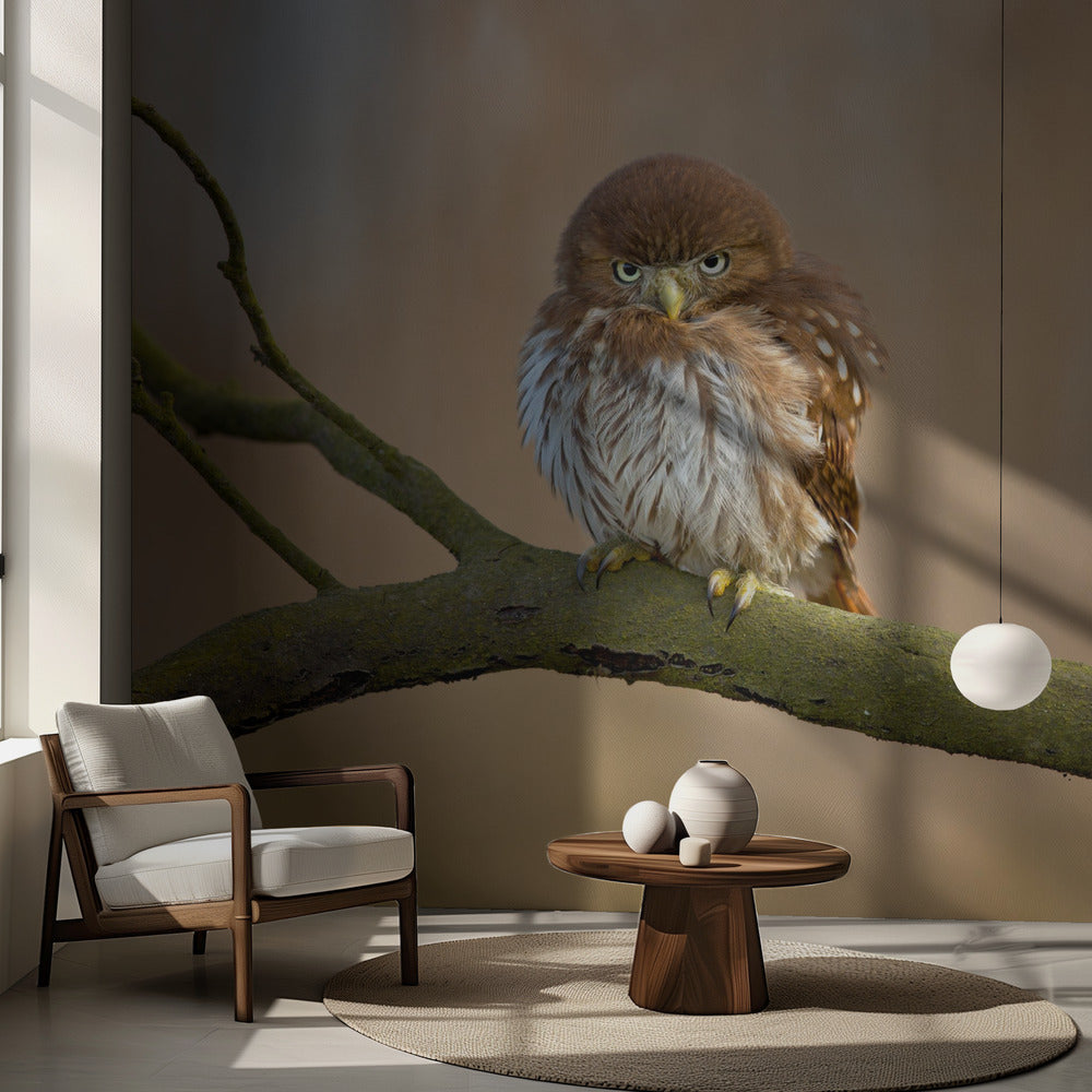 Järnhaltig dvärgugla | Fototapet