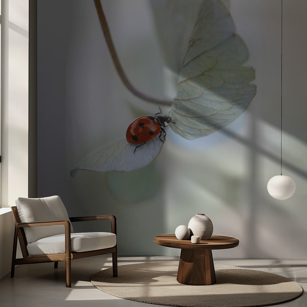 Nyckelpiga på blågrön hortensia | Fototapet