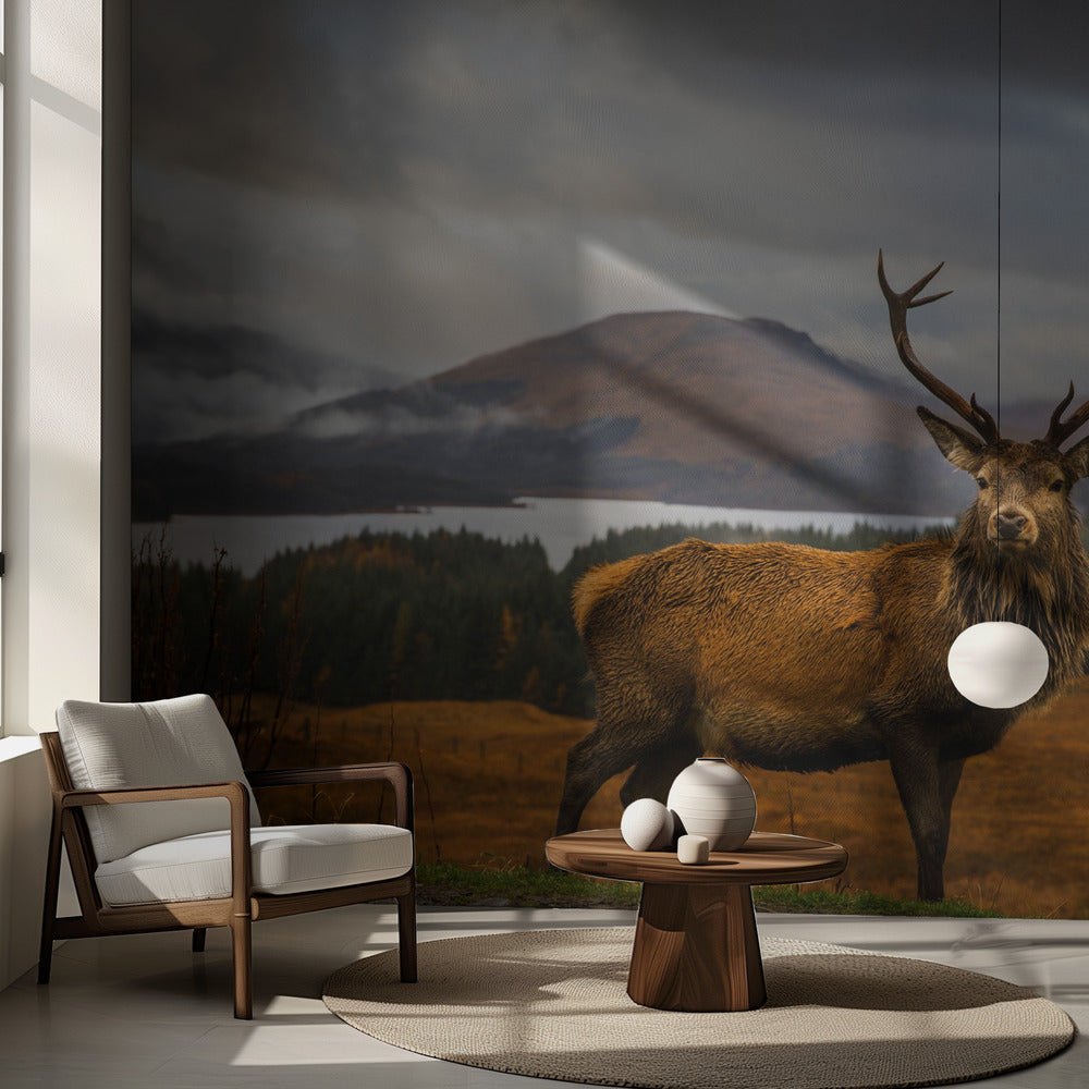 Skotsk hjort | Fototapet