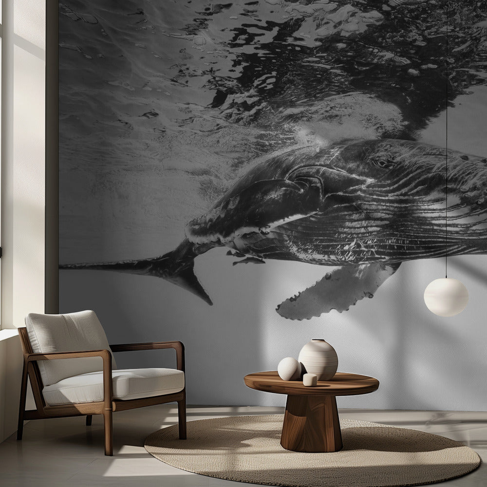 Knölvalkalv | Fototapet