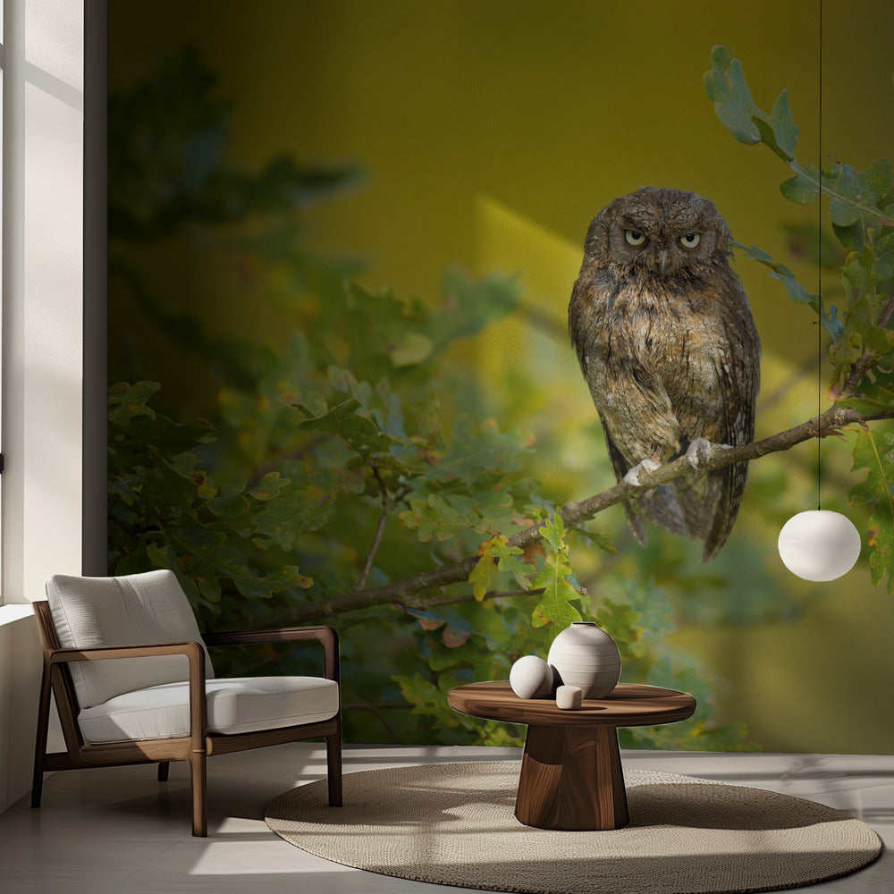 Eurasisk scopsugla | Fototapet