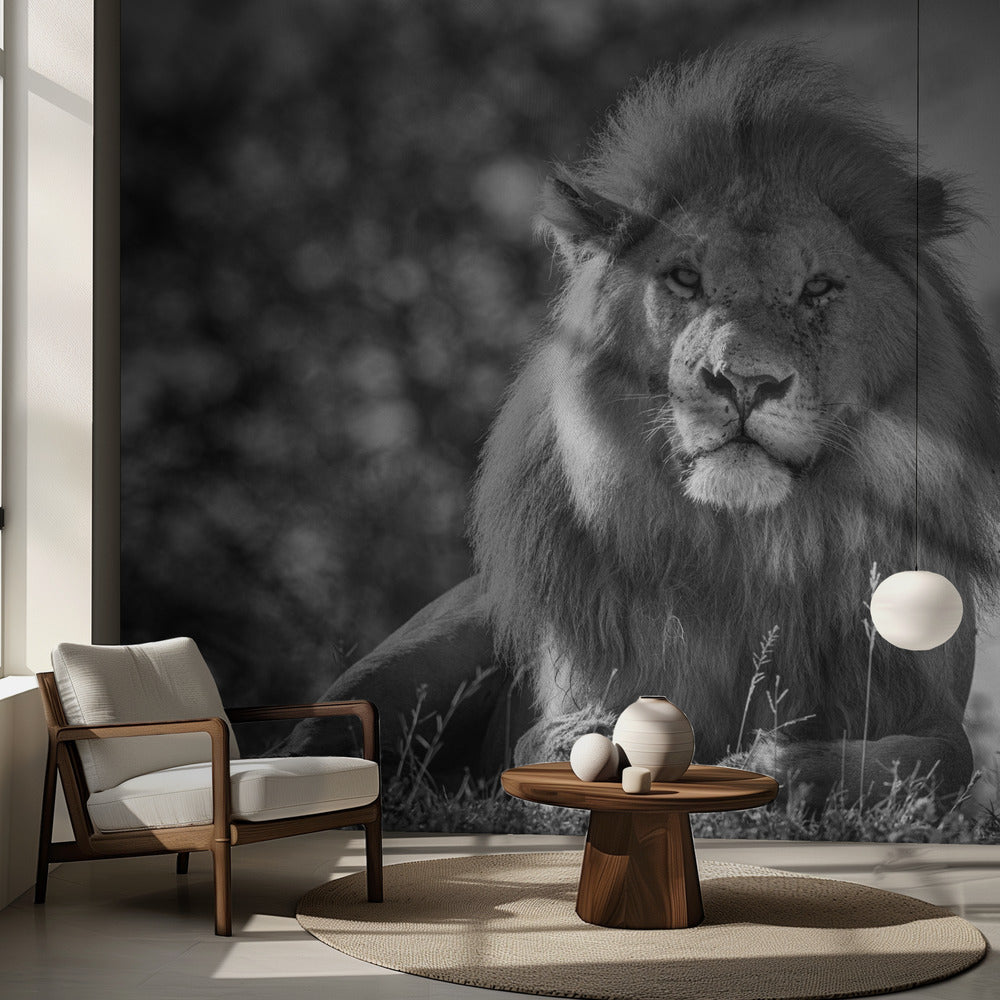 Monokromatisk lejonkung | Fototapet