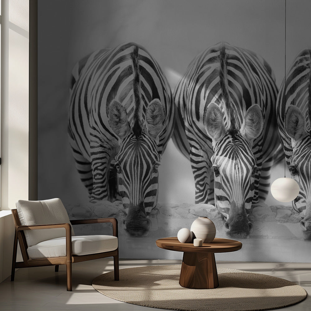 Zebror | Fototapet
