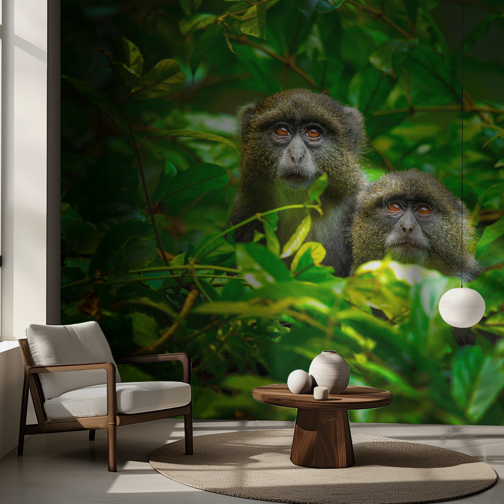 Blå Apa | Fototapet