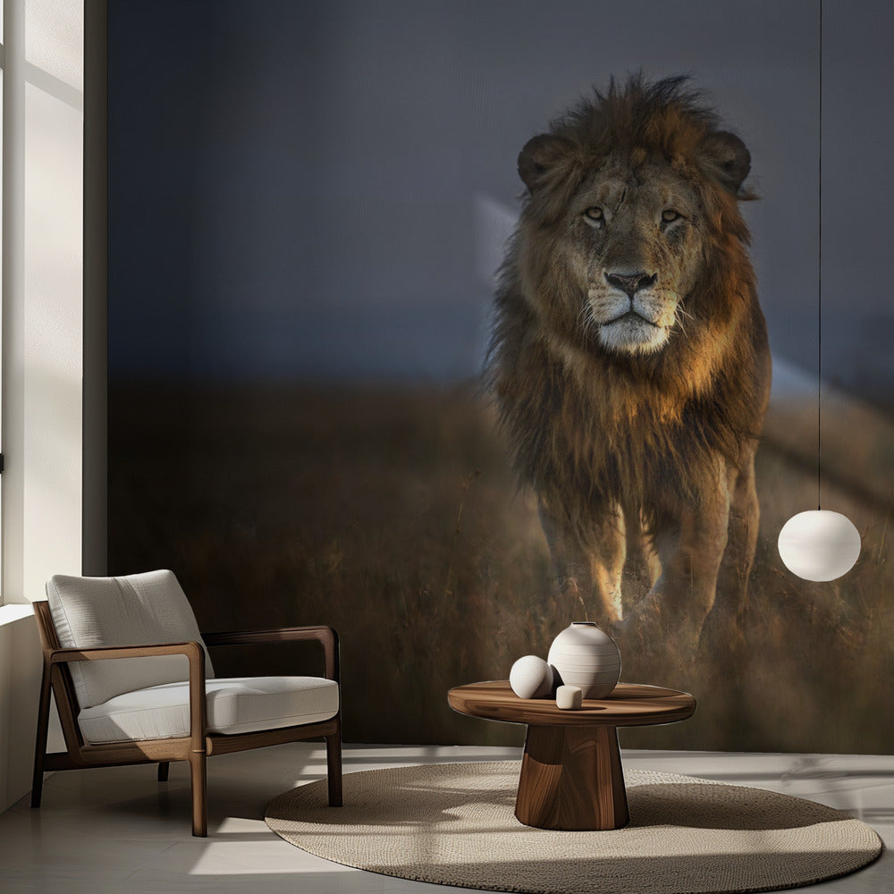 Lejon på nära håll | Fototapet