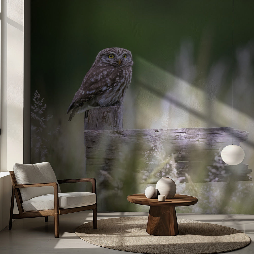 Lilla ugglan | Fototapet