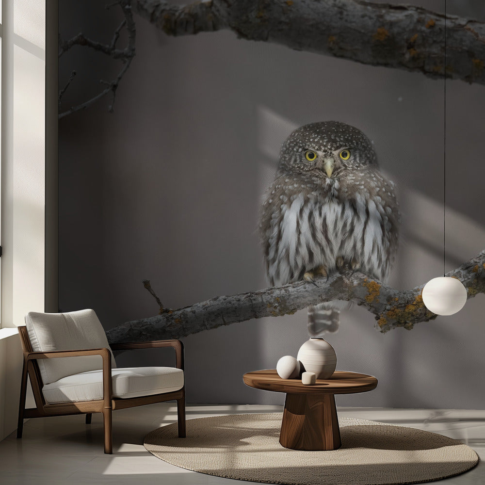 Liten kille i snön | Fototapet