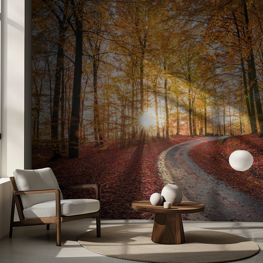 Road in Söderåsen nationalpark, Sweden | Fototapet