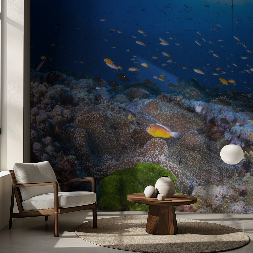 Anemon och Anthias | Fototapet