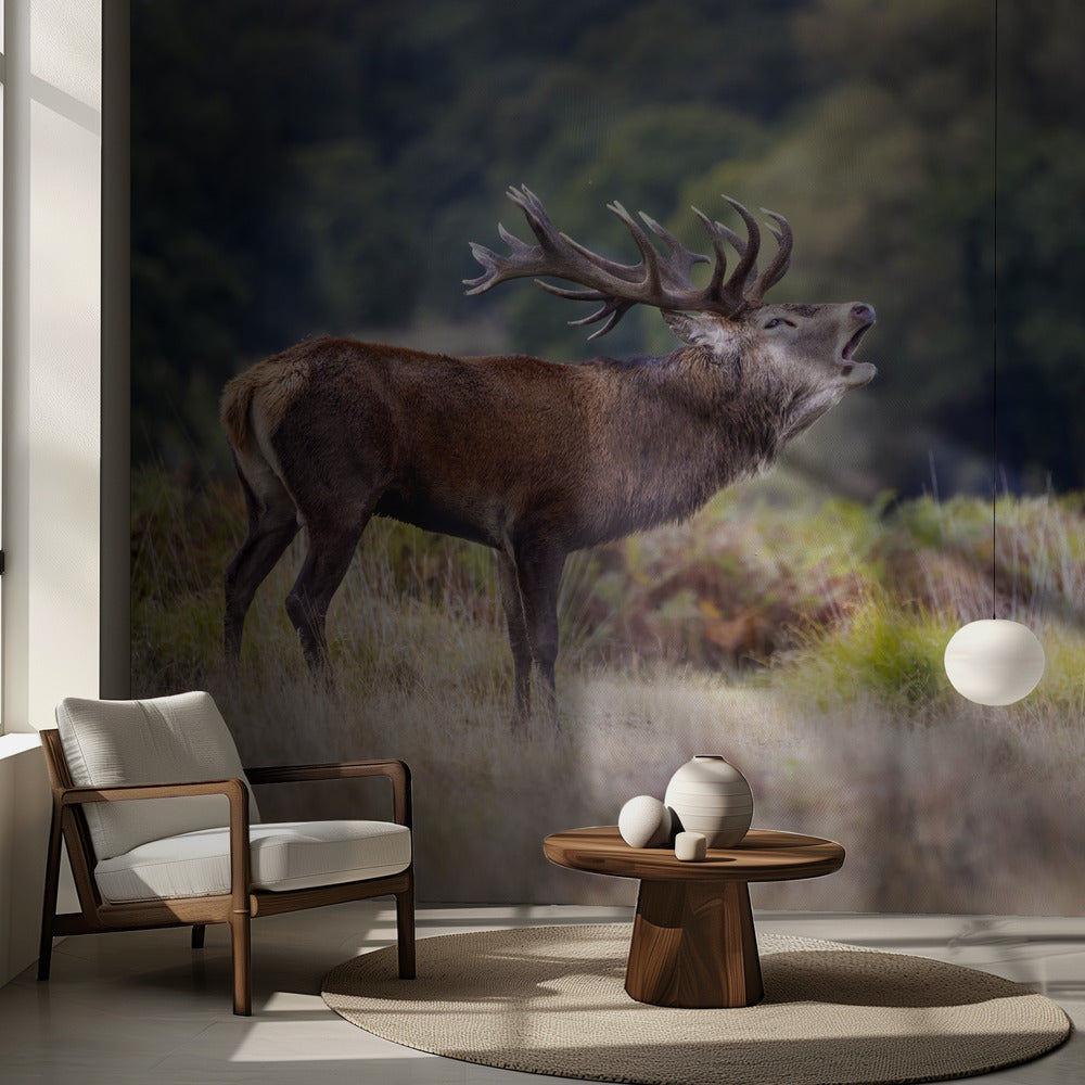 Hjortens skrik | Fototapet