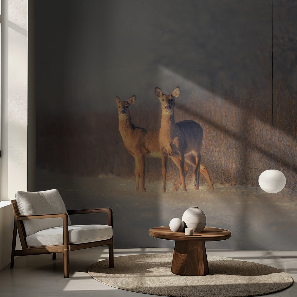 Tre rådjur | Fototapet