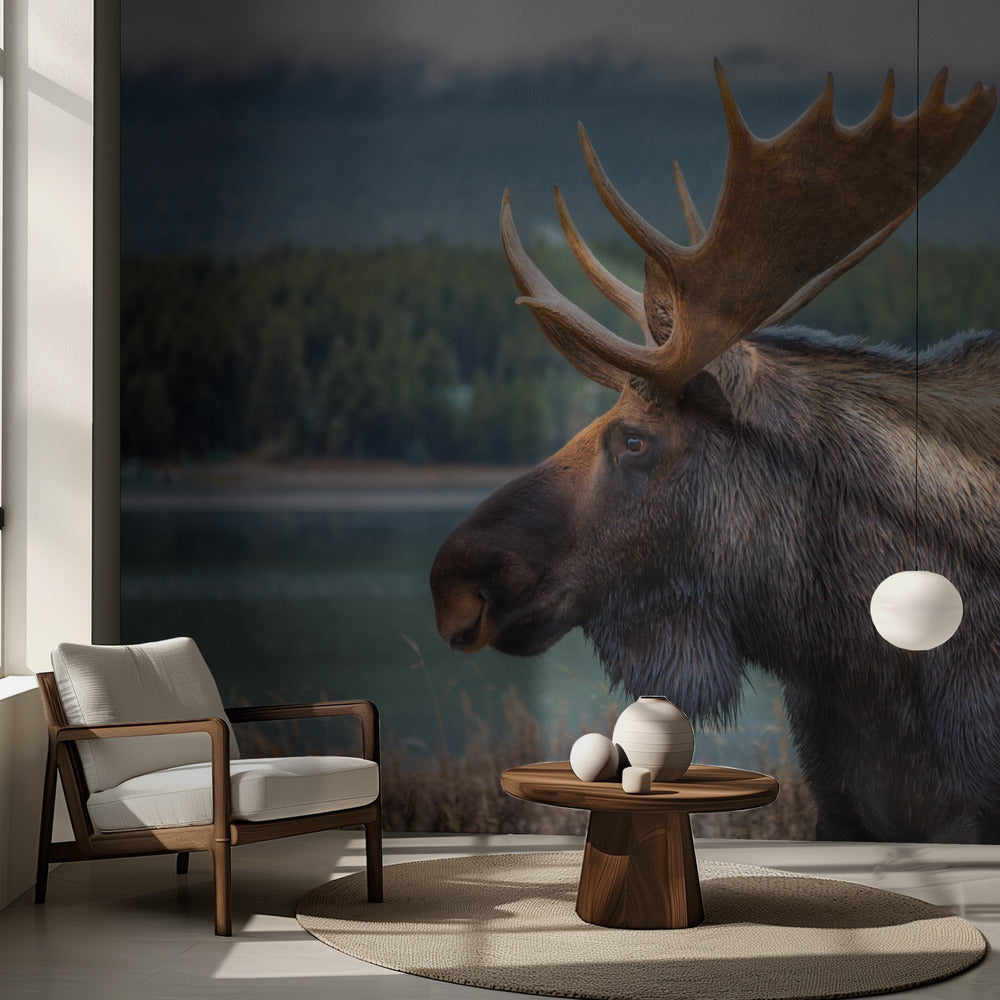 Älg | Fototapet