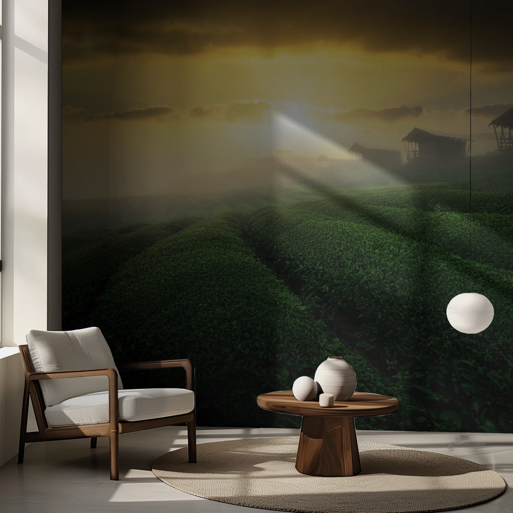 dimmig soluppgång i teträdgård | Fototapet