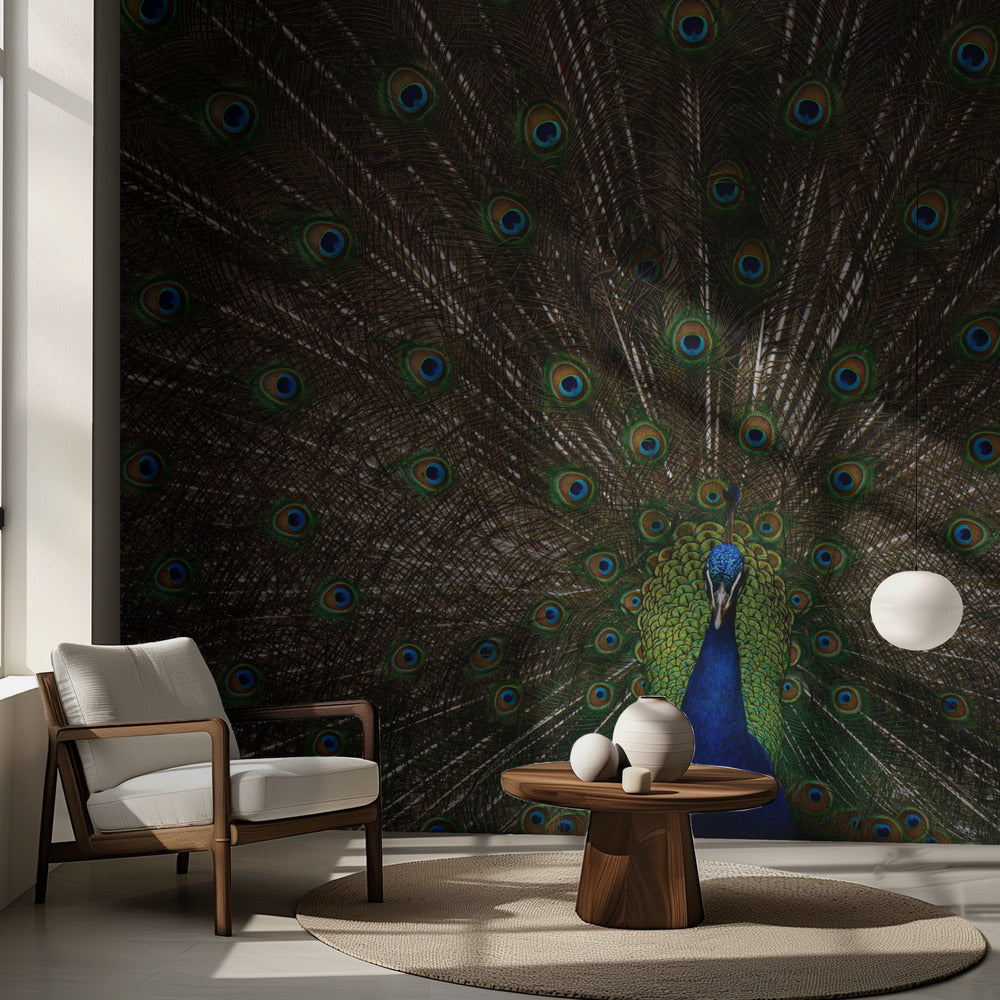 Indian peafowl | Wallpaper