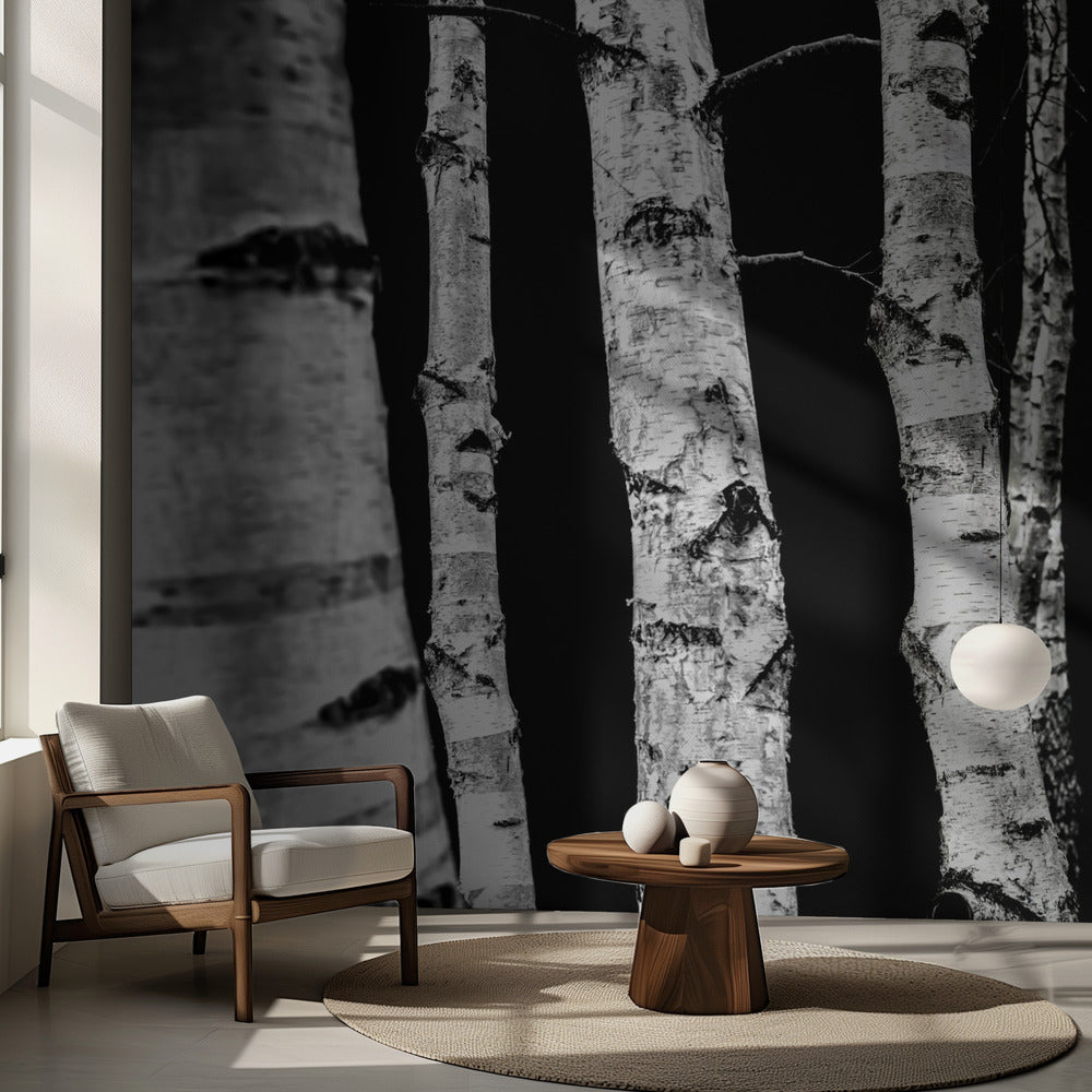 Björkar | Fototapet