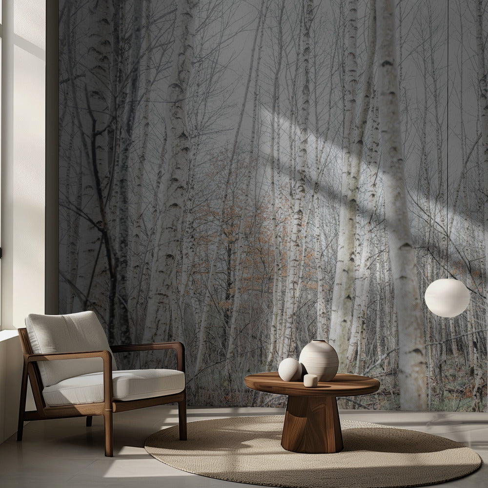 Björkar 9 | Fototapet