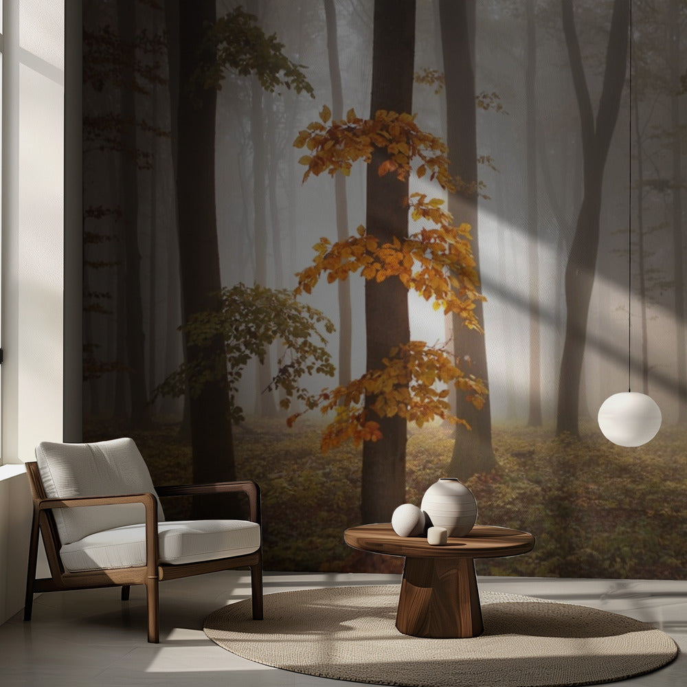 I novemberljus | Fototapet