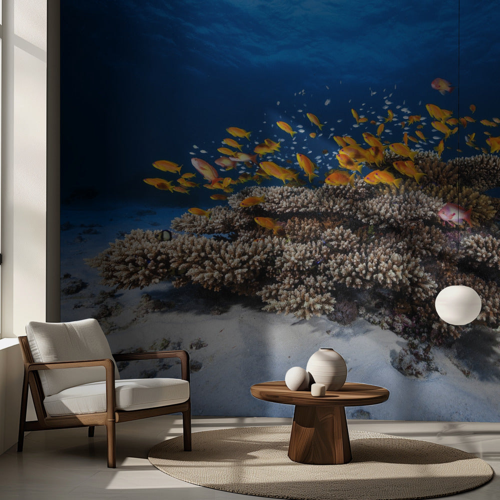 Marint liv | Fototapet