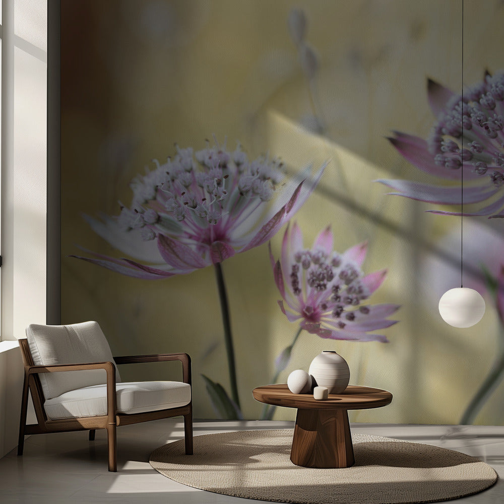 Astrantia Major | Fototapet