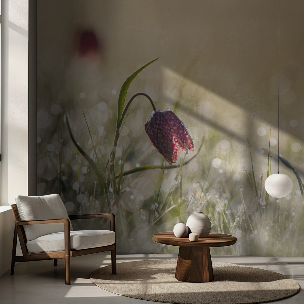 Morgondagg | Fototapet