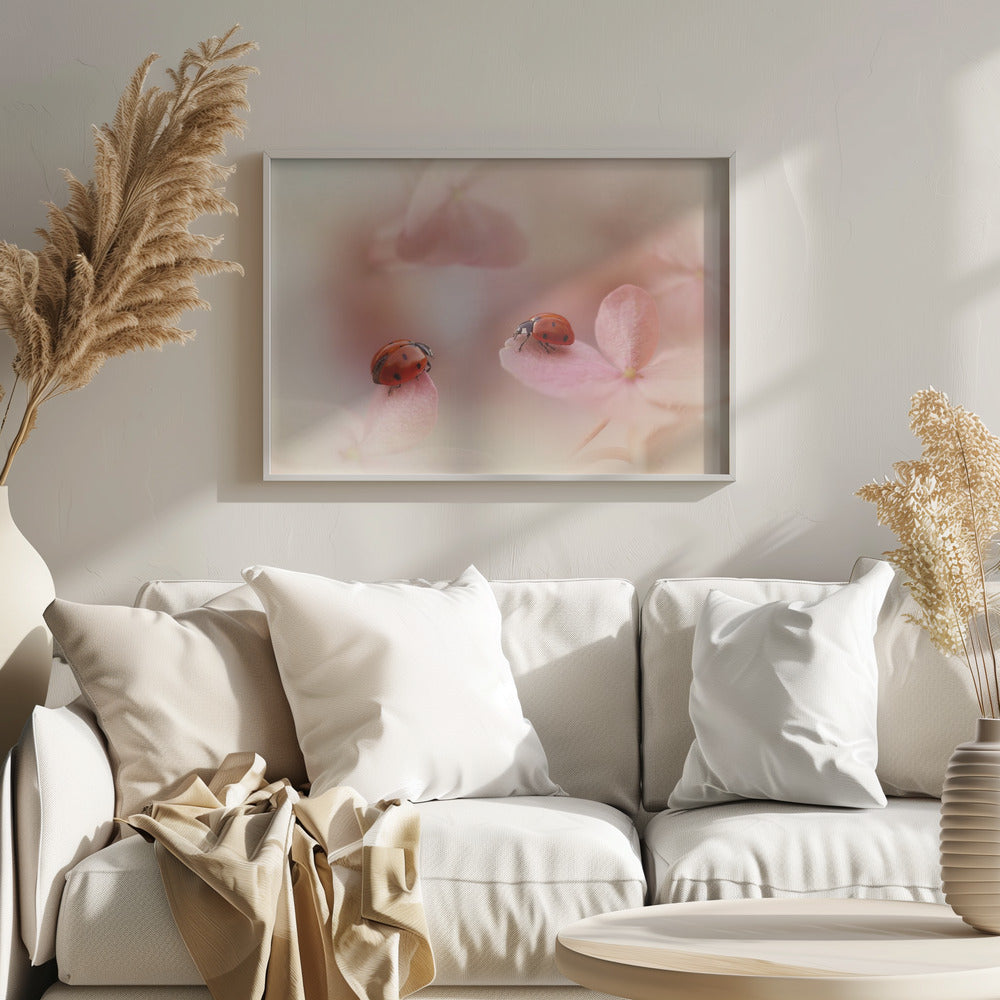 Nyckelpigor på rosa hortensia. | Poster