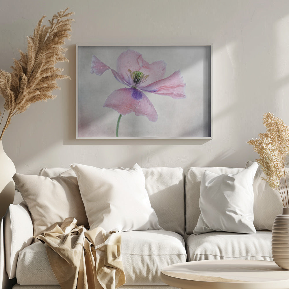 Pastel poppy | Poster