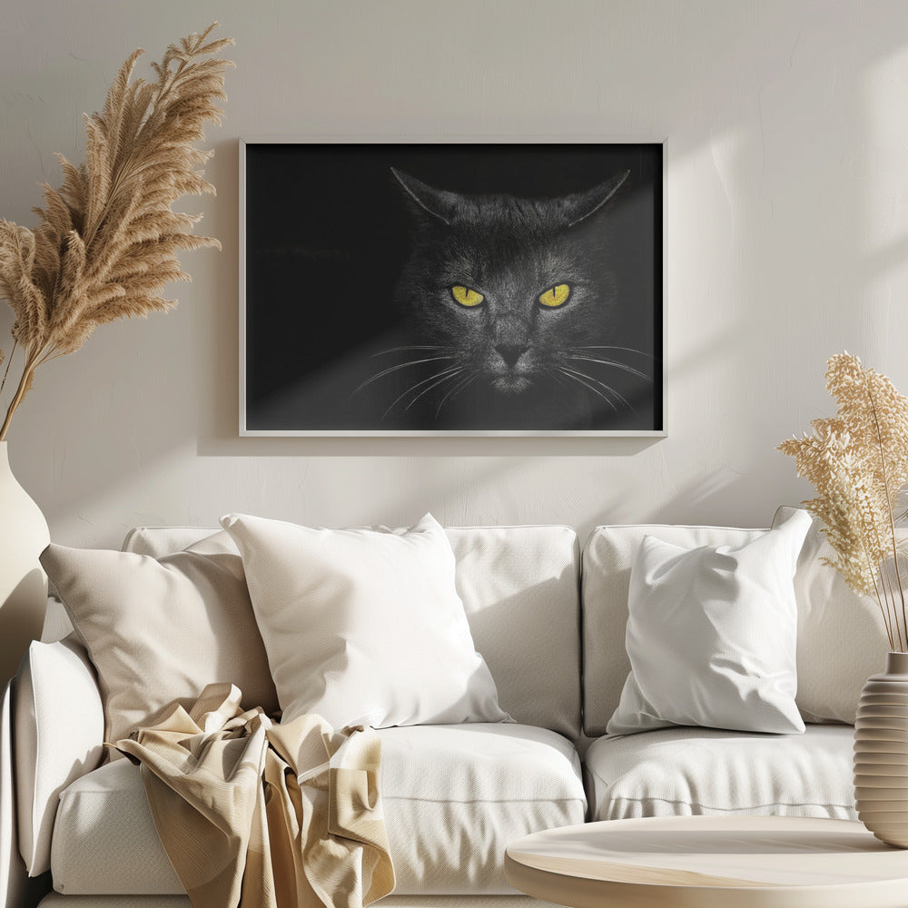 Svart katt | Poster