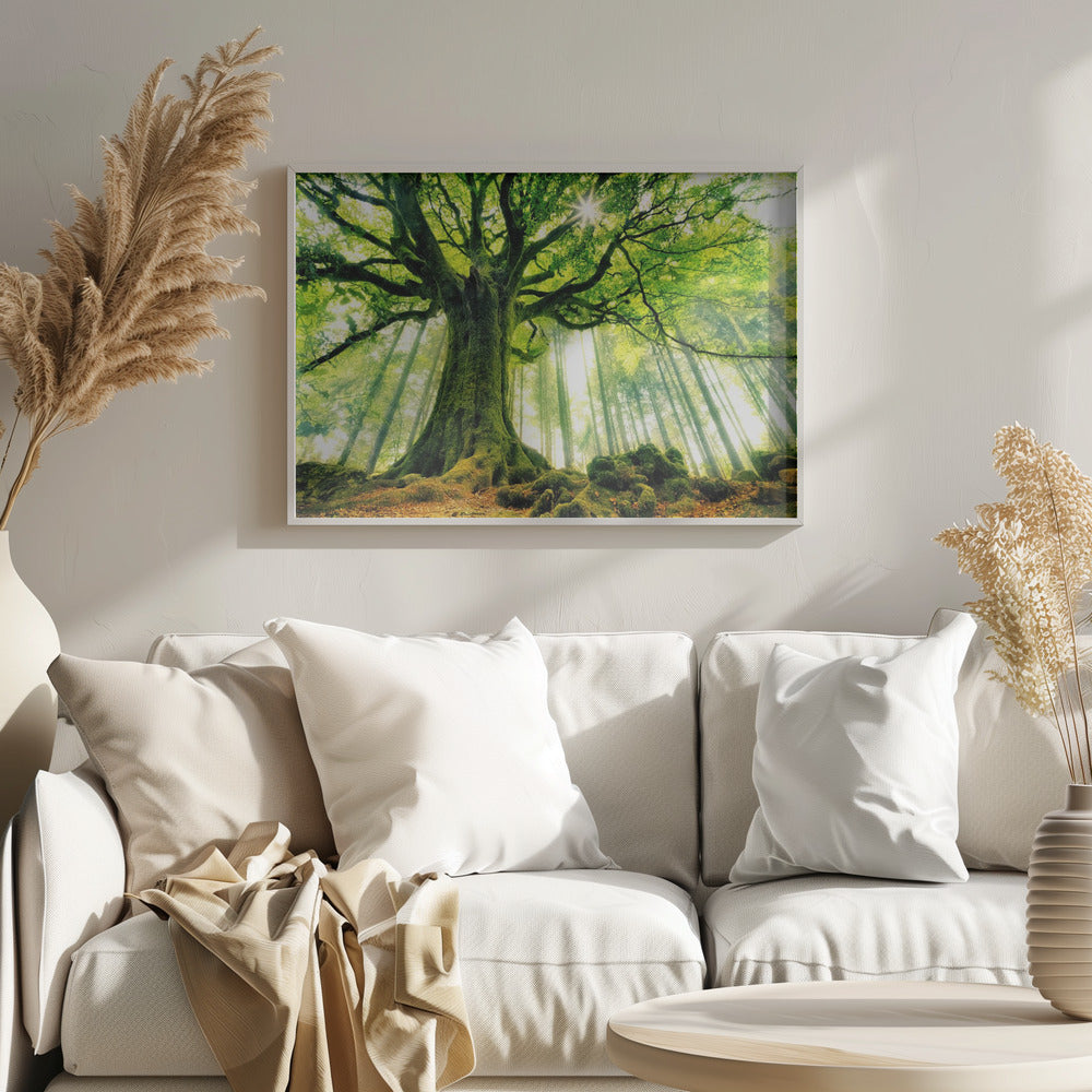 Ponthus' Beech | Poster