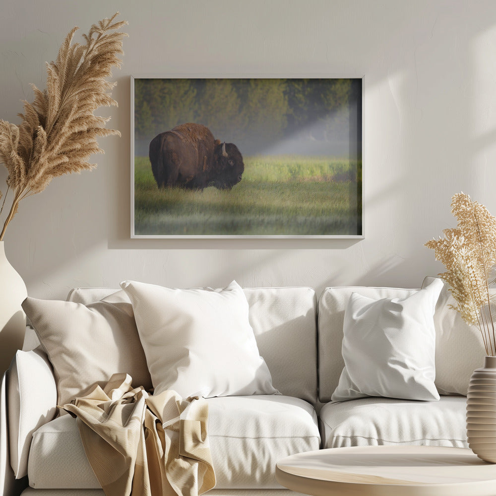 Bison i morgonljus | Poster