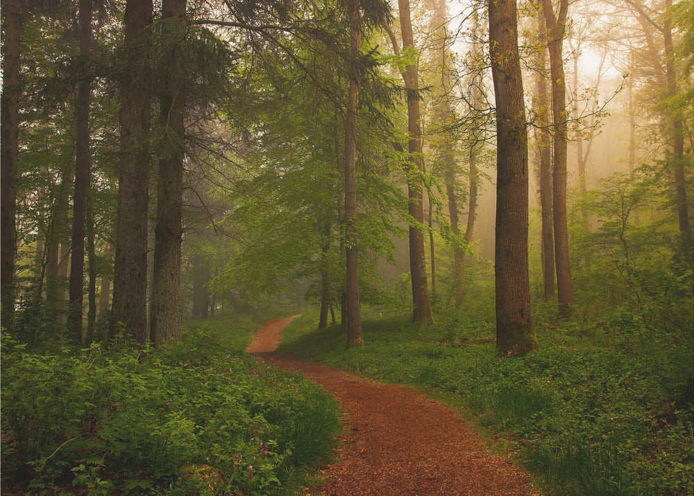 The Red Path. | Wallpaper