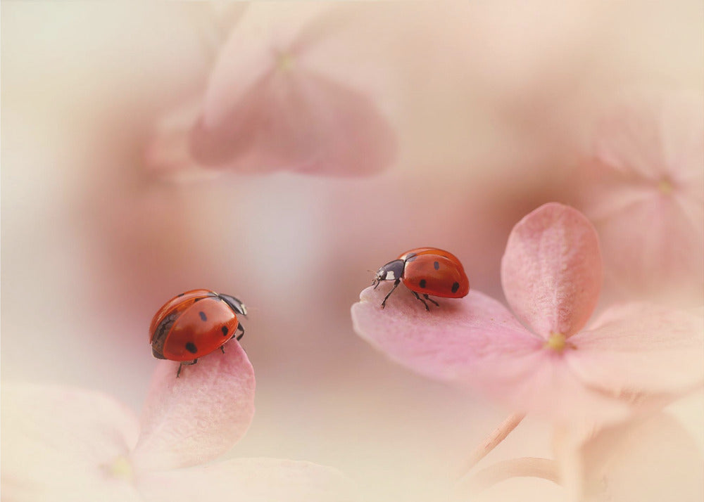 Nyckelpigor på rosa hortensia. | Poster