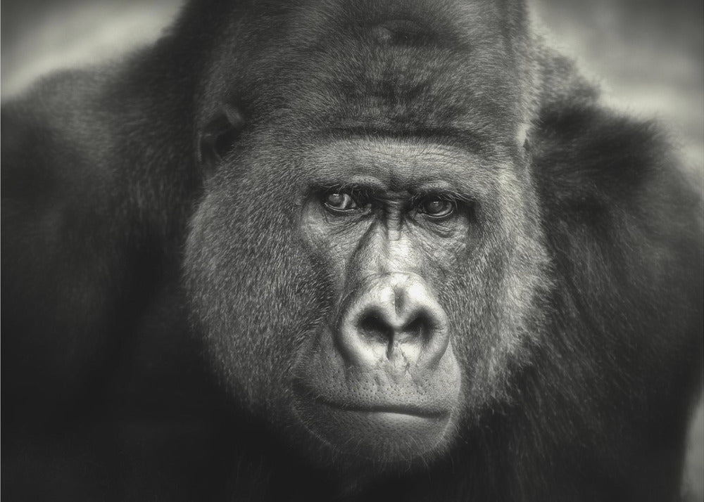 LITET LEENDE .... | Fototapet