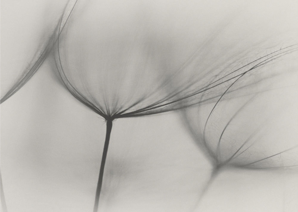 Tragopogon | Tapet