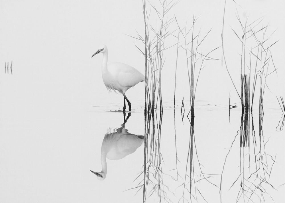 white | Wallpaper
